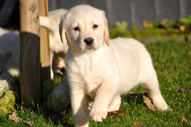 Zuckersüße schwarze Labrador Welpen mit Papiere