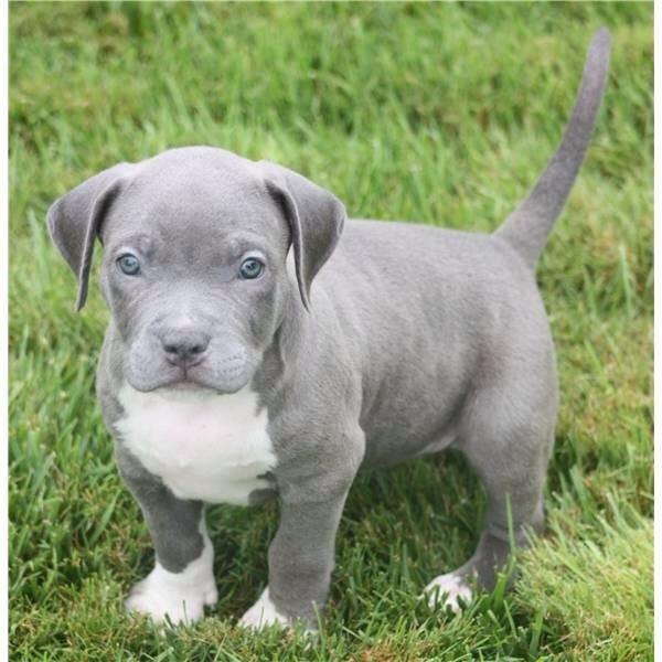  Blueline welpen American Pitbull Terrier 