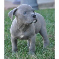  American pitbull welpen 11 wochen alt 