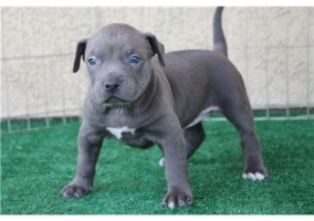 American Pitbull Blue Line Welpen mit Papieren 