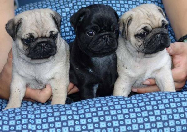 Wunderschöne Mini Mops Welpen Beige und schwarz mit papieren