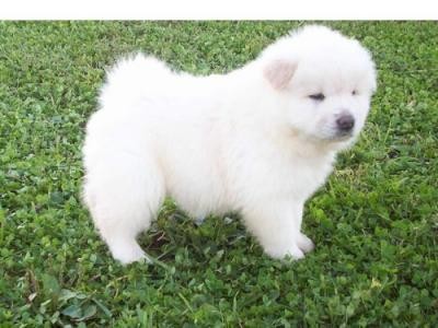 Chow Chow cachorros para su aprobación