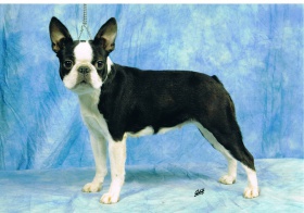 Boston-Terrier-Welpen 