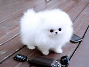 Teacup Pomeranian Welpen zu verkaufen