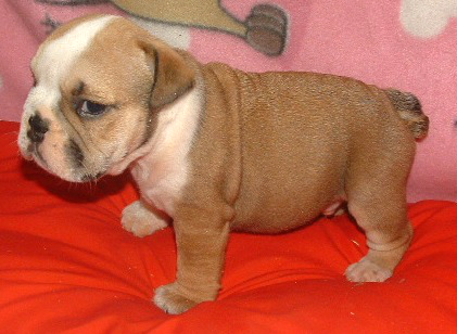 Gesunde Englische Bulldogge Welpen