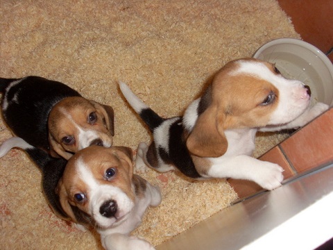 Wunderschöne Beagle-Welpen für Sie