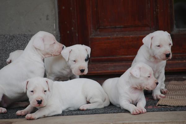 Dogo Argentino Welpen zu verkaufen