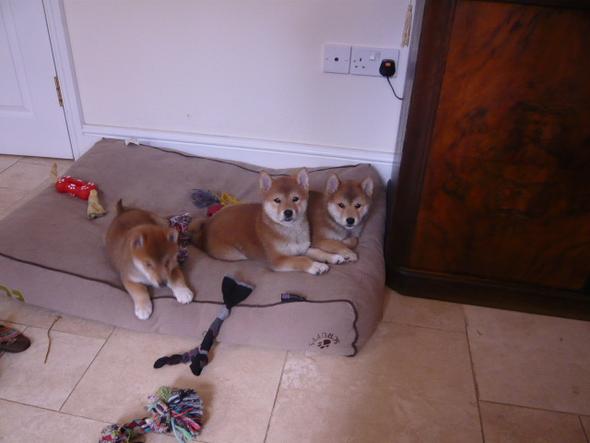 Shiba Inu pups nog voor goede huizen