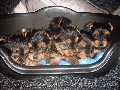 Yorkshire Terrier pups klaar voor verkoop