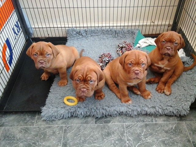 Mooi Dogo de Bordeaux pups