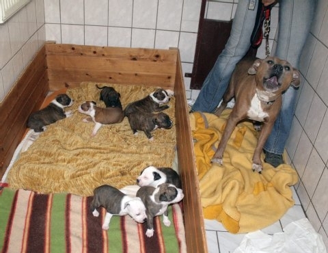 prachtige American Pitbull pups