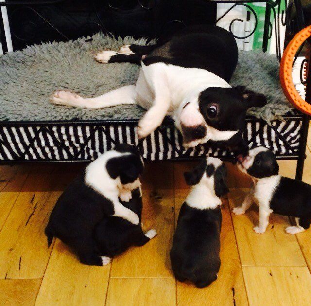 awesome Boston Terrier pups