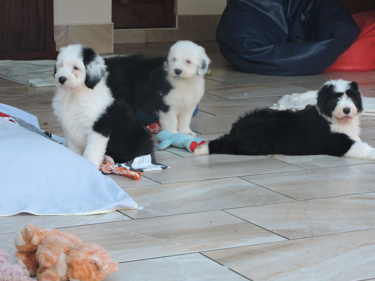 Bobtail pups klaar om te voldoen aan nieuwe familie