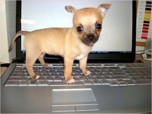 eingetragene Chihuahua Welpen für Ihr Zuhause