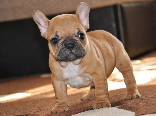 Französische Bulldogge Welpen Blau farbe mit Papieren