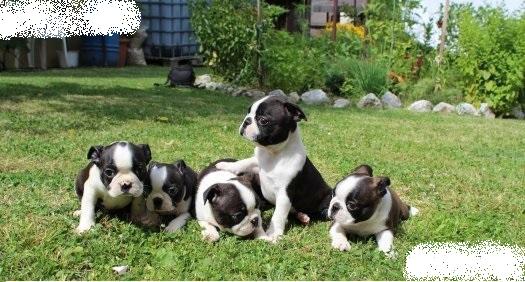 Boston Terrier Hundewelpen in österreich, Boston Terrier welpen kaufen