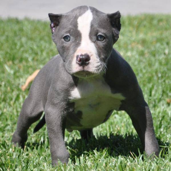 American Pitbull Blue Line Pit Bull Welpe