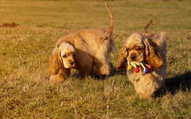 Amerikanischer-Cocker-Spaniel-Welpen 