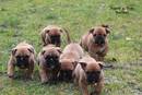 Continental Bulldogs von Asgard`s Pride