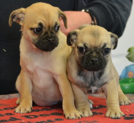 Gorgeous 3/4 Pug puppies