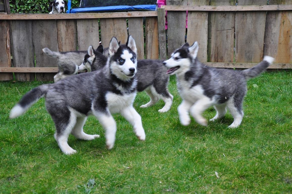 Reinrassig siberian husky welpen 13 wochen