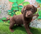 Braunes Labrador Retriever Welpenmädchen