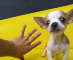 Mini-Chihuahuas zu verkaufen