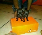 2 schwarze Chihuahua-Welpen