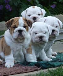 Reinsassige englische bulldogge welpen