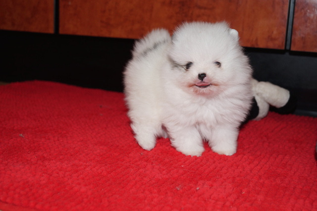 Reinrassige Zwergspitz Pomeranian Welpen