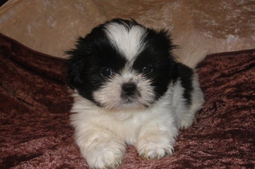 2 reinrassigen Shih-tzu Babys der Suche nach neuen ...