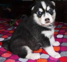 Sibarian Husky Babys Schwarz-Weiß-