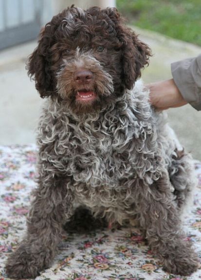 Lagotto Romagnolo - ital.Wasserhund- Welpen