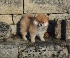 pomeranian,  3 welpen österreich