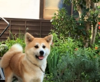 Akita inu Hund verkaufen