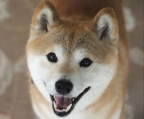 Shiba inu Züchter österreich