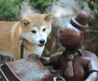 Shiba inu welpe 2016