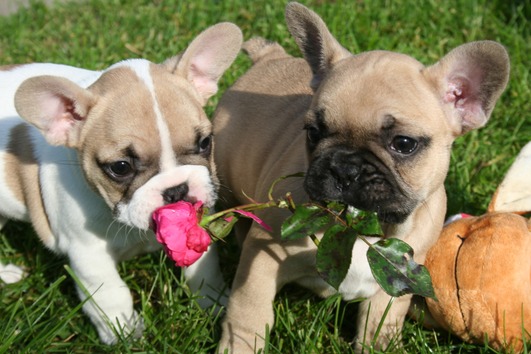 Original französisch Bulldogge Welpen männlichen und weiblichen zur Adoption 3 Monate