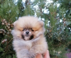 Teddy Pomeranian (Pomeranian) Welpe