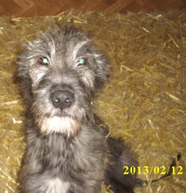 Irish-Wolfhound-Welpen