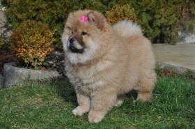 Chow-Chow-Welpen