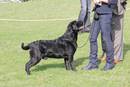 Schwarzer Labradorrüde sucht neues Zuhause