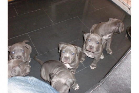 American Pit Bull Terrier Welpen zu  verkaufen!!!!