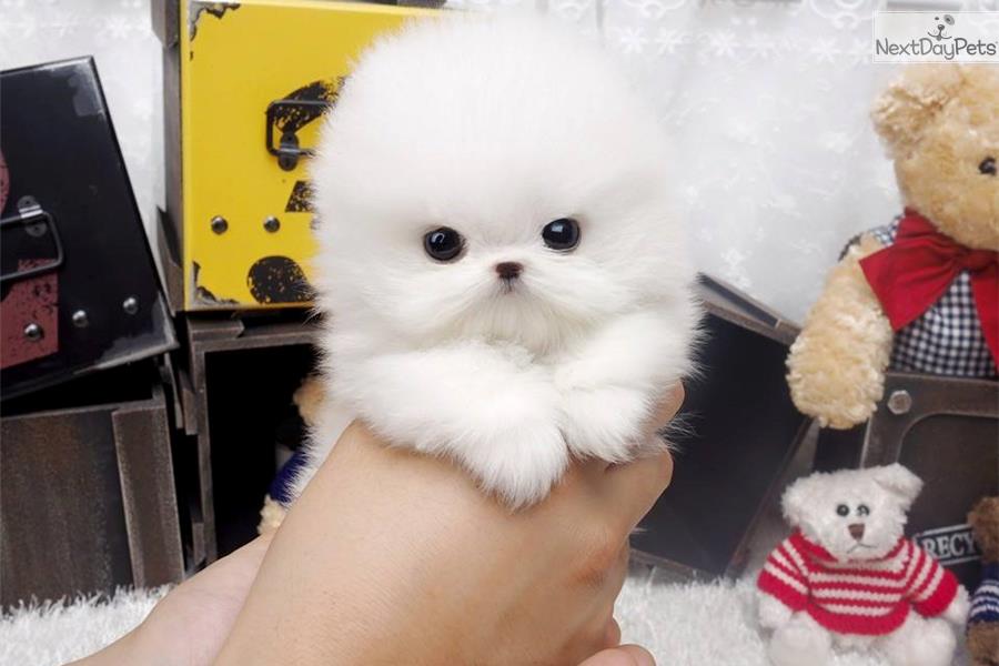   Pomeranian Zwergspitz Welpen abzugeben