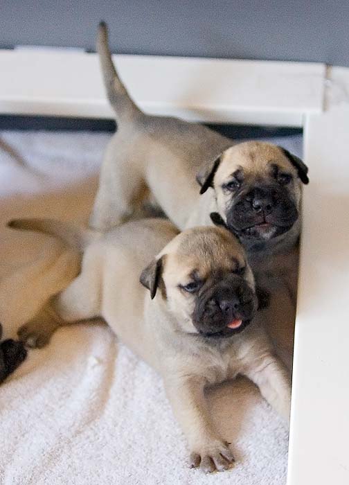 Mastiff cachorros adorables para la adopción