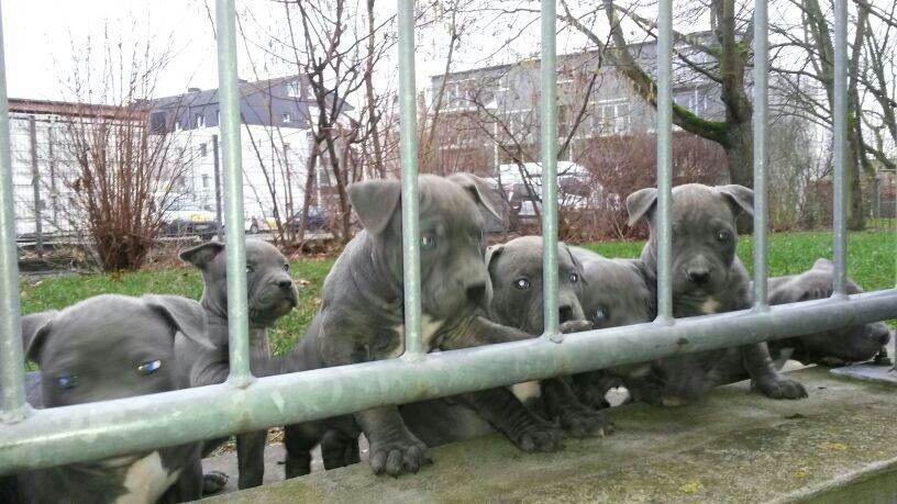 7 wunderschöne reinrassige Pittbull Welpen suchen ein Zuhause