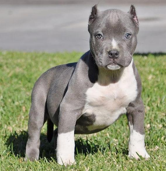  Wunderschöne Pitbull Blueline Welpen