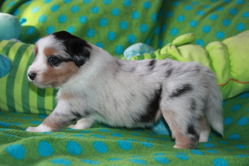  Australian Shepherd Welpen mit Papiere, Impfung, Chip und EU Pass