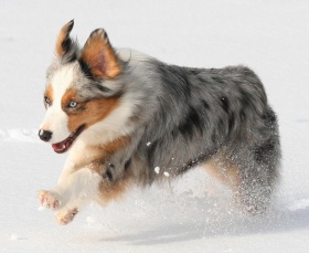 Miniature-Australian-Shepherd-Welpen