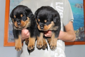 Rottweiler-Welpen